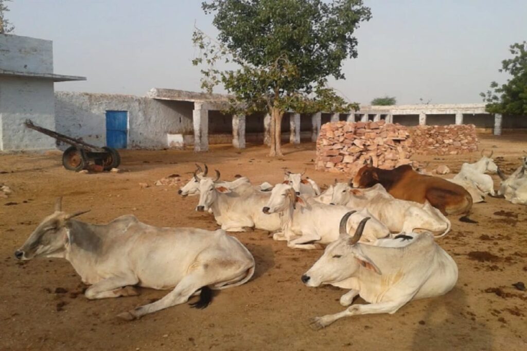 रांची में जंगली जानवर का आतंक: दो महीने से दहशत में ग्रामीण