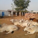रांची में जंगली जानवर का आतंक: दो महीने से दहशत में ग्रामीण