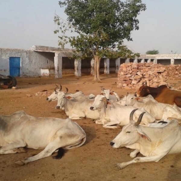 रांची में जंगली जानवर का आतंक: दो महीने से दहशत में ग्रामीण